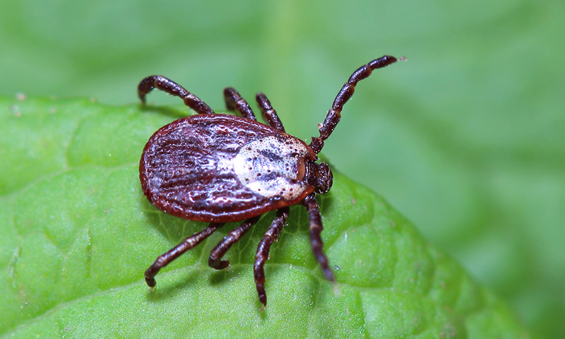 Bug Identifier | Arizona Pest Control