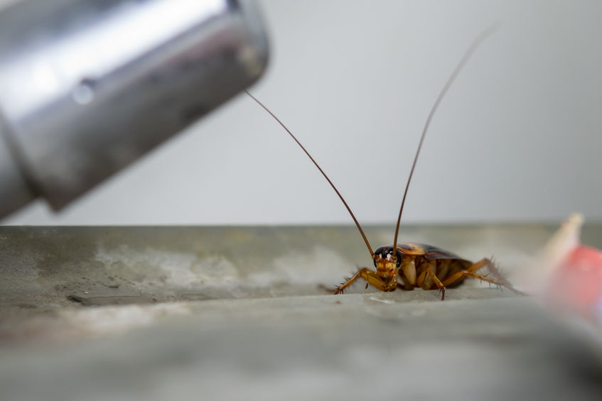 WATCH: New 'Best Fiends' Short 'The Immortal Cockroach' Now Online