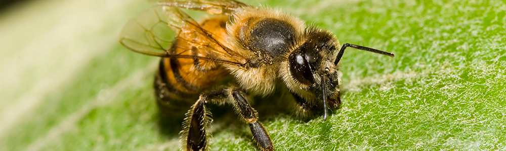 The Honey Bee: Our Friend in Danger