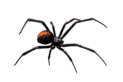 You See a Venomous Black Widow Spider. These Lizards See a Snack. - The New  York Times