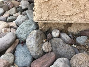 Tucson Termite Control