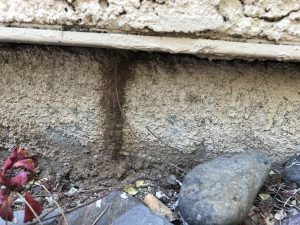 Termite Inspection