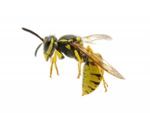 12365423 - wasp isolated on white background