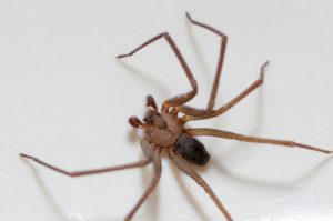 30142236 - brown recluse spider sitting on a white background