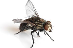 Tucson Fly Control