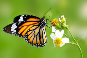 40725911 - closeup butterfly on flower (common tiger butterfly)