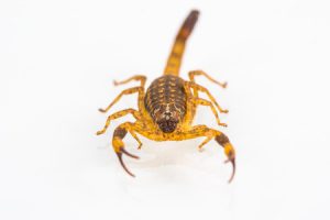 Scorpion Control