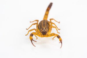 What Tucson & Southern AZ Homeowners Should Know About Scorpions