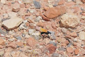 Tarantula Hawk Moving Along Rocky Gravel on Sunny Day