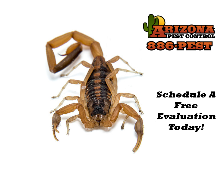 Scorpions Pest Control Tucson, AZ - Pest Friends