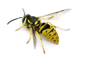 Tucson Yellow Jacket Exterminator