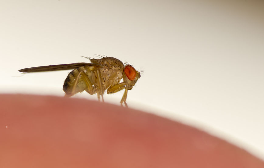 Fruit Flies  Oklahoma State University