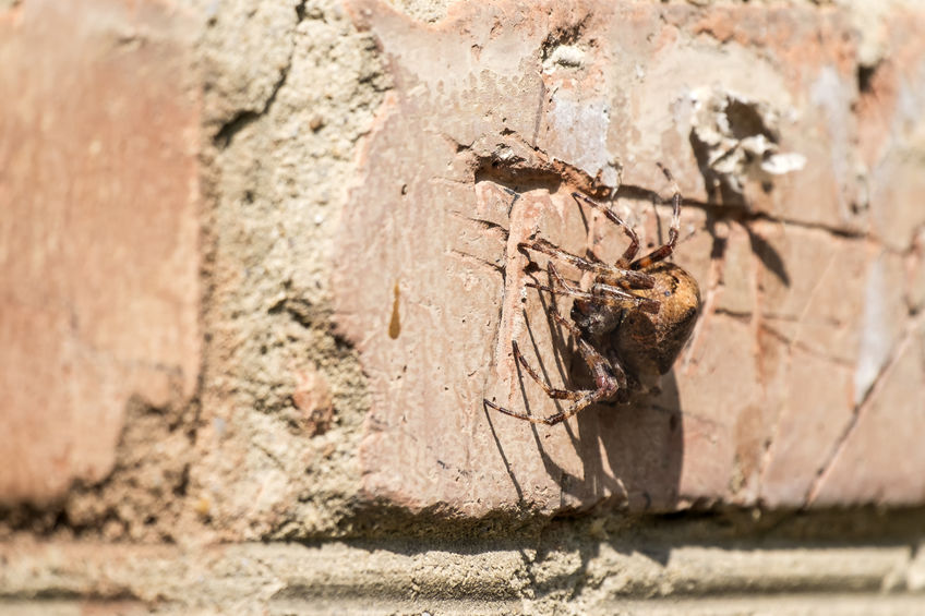 Tucson Spider Control