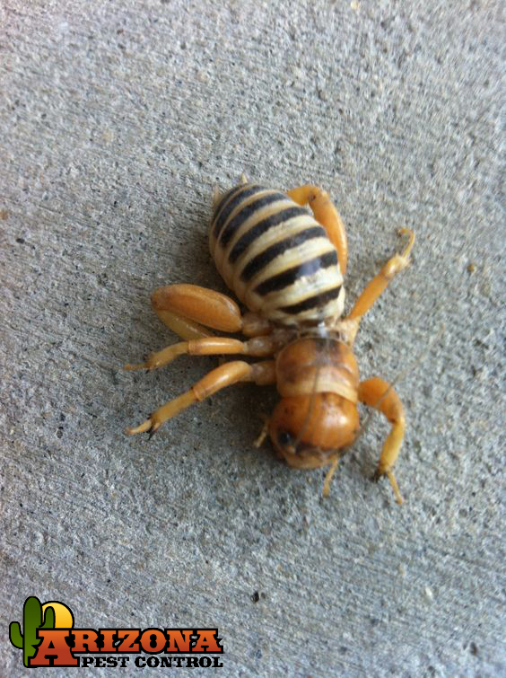 The Bizarre-Looking Jerusalem Cricket Is Becoming A More Common