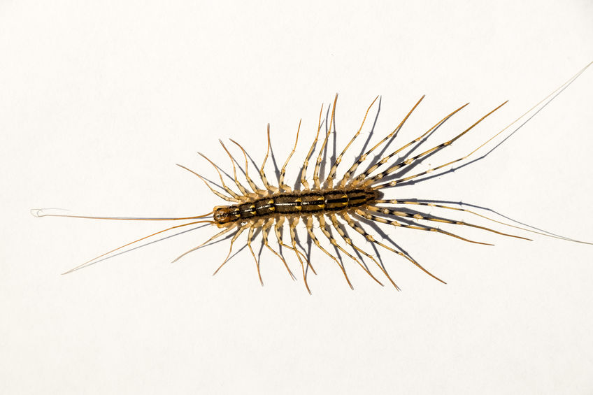 Where Centipedes Inflict Venomous Stings On Human Body?