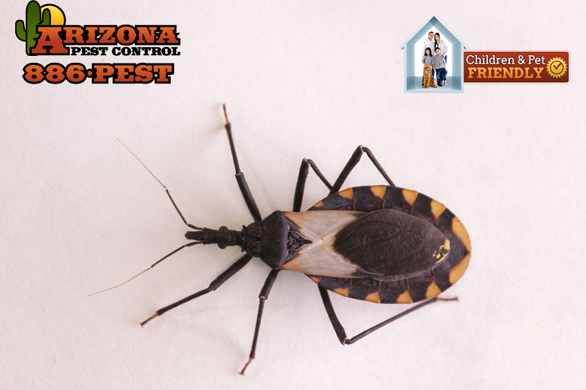 Dangerous Kissing Bug Species Found Around Arizona Homes