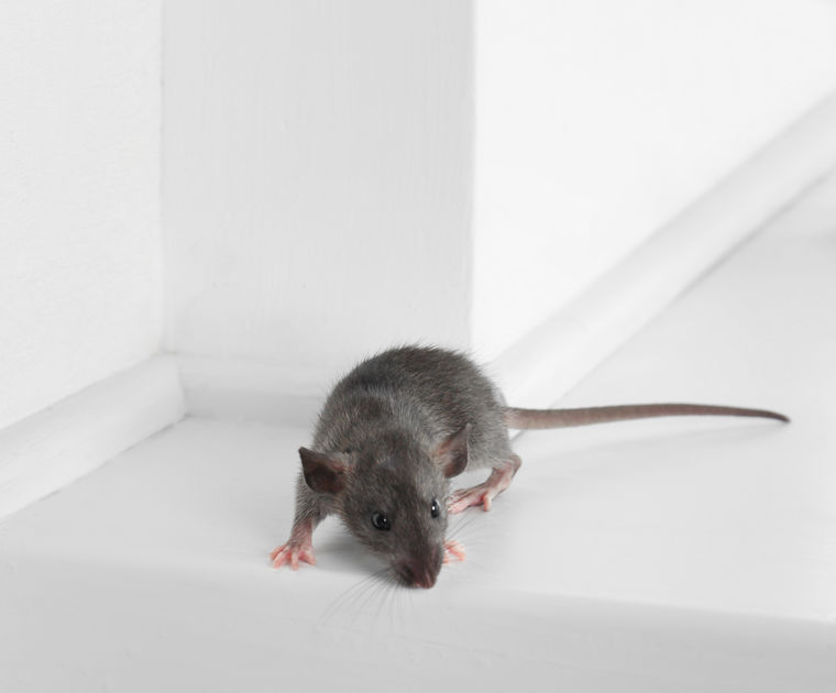 How to Catch a Mouse (Homeowner's Guide) - Bob Vila