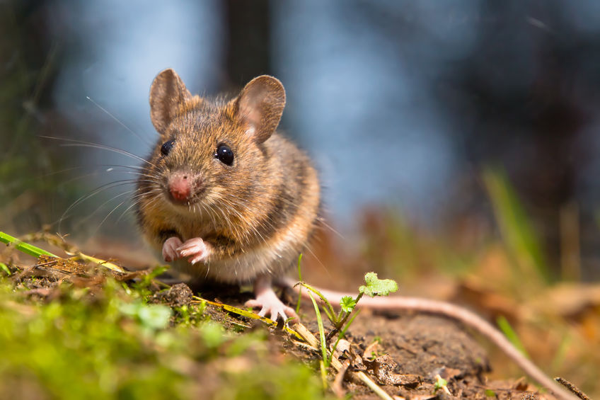 The Most Common Mouse Species In The US