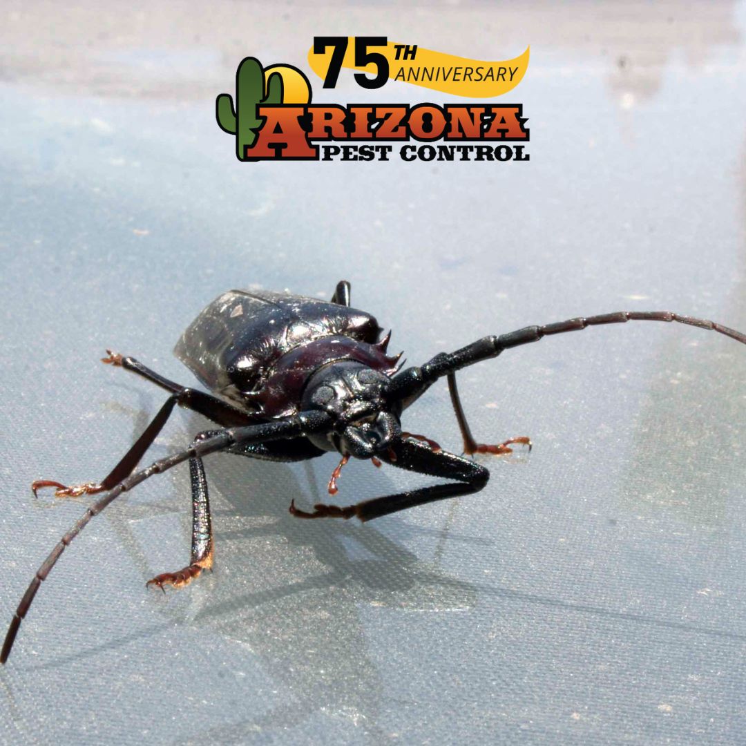 Coming Monsoon Rains Will Trigger Insect & Arachnid Pest Activity