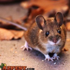 How to Keep Mice Out of the House: Myths & Facts